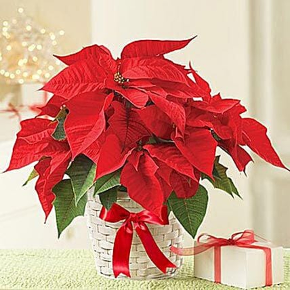 Red Poinsettia plant combo