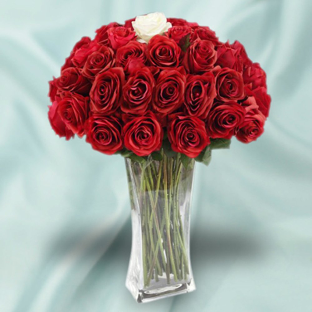 Passionate Red Roses