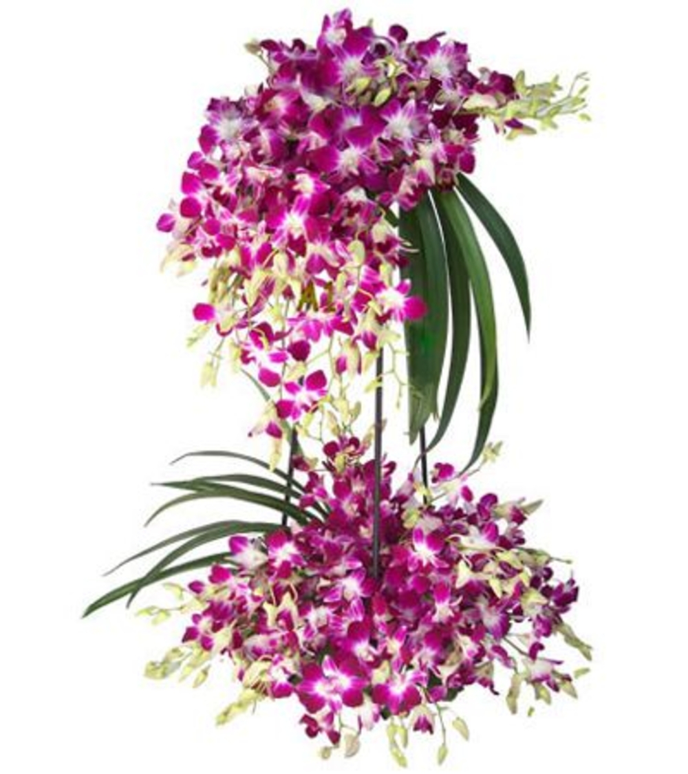 50 Royal Purple Orchid Arrangement